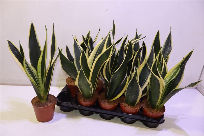 <h4>Sansev Black Gold</h4>