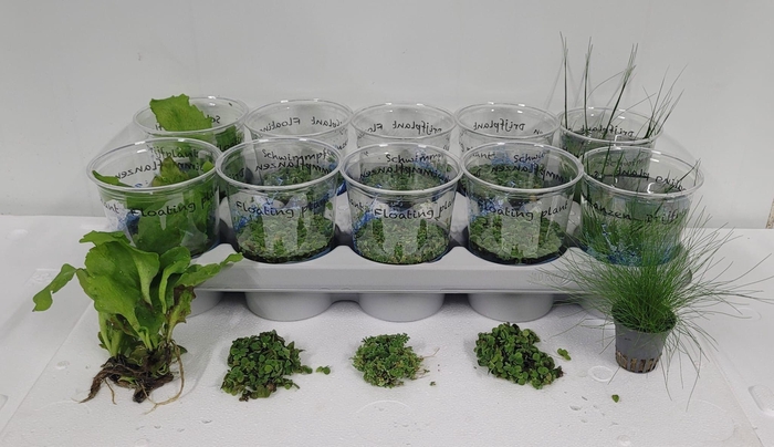 <h4>DRIJFPLANTEN GEM</h4>