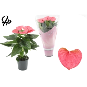 Anthurium 12 cm Sweet Dream in Couture sleeve