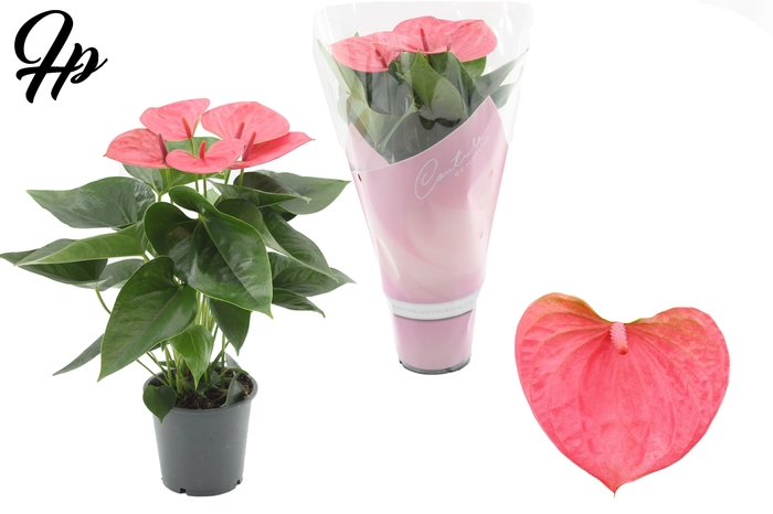 <h4>Anthurium 12 cm Sweet Dream in Couture sleeve</h4>