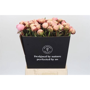 Paeonia albert crousse