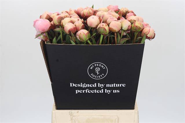 <h4>Paeonia albert crousse</h4>