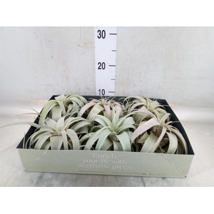 Tillandsia xerographica