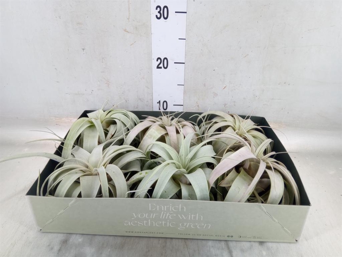 <h4>Tillandsia xerographica</h4>