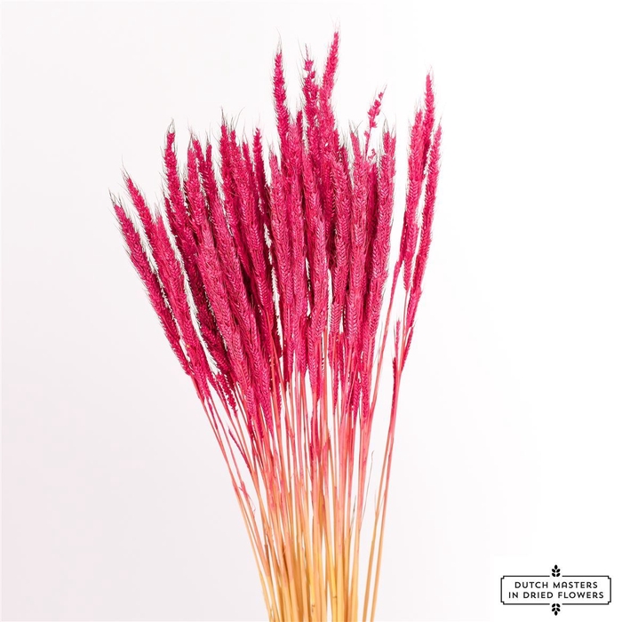 <h4>Dried Soft Silk Worms Pink Bunch</h4>