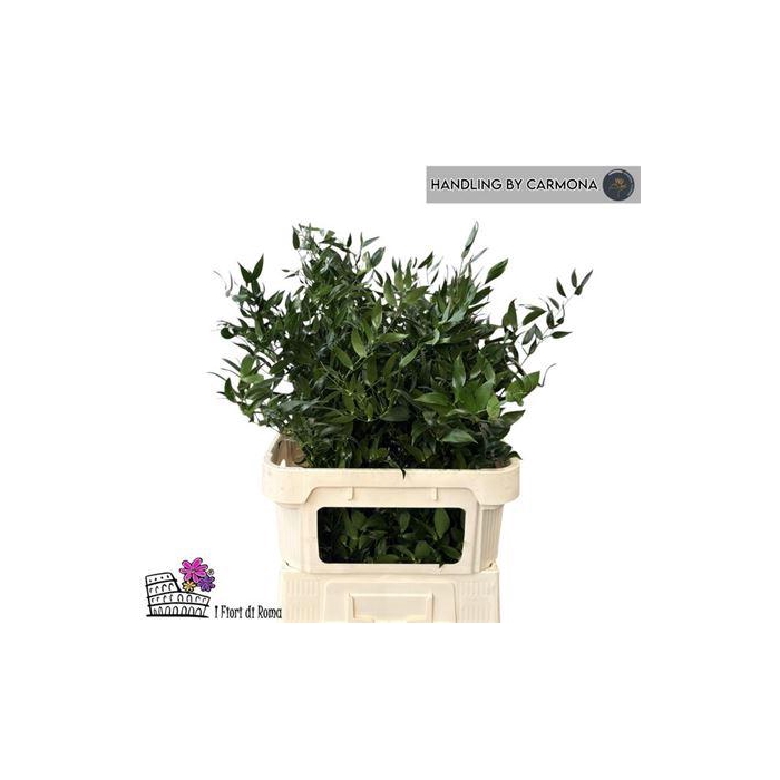 <h4>Danae Racemosa Pb</h4>