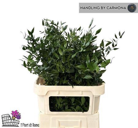 <h4>Danae Racemosa Pb</h4>