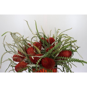 Banksia Speciosa Red