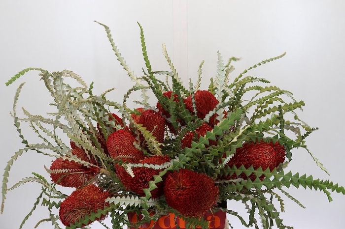 <h4>Banksia Speciosa Red</h4>
