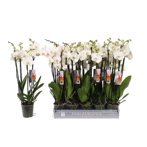 Phalaenopsis color white, 4-spike 25+