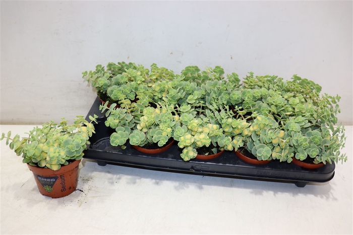<h4>arr8 Sedum Si Mediovarieg</h4>