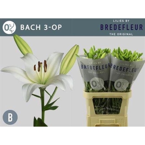 Li La Bach