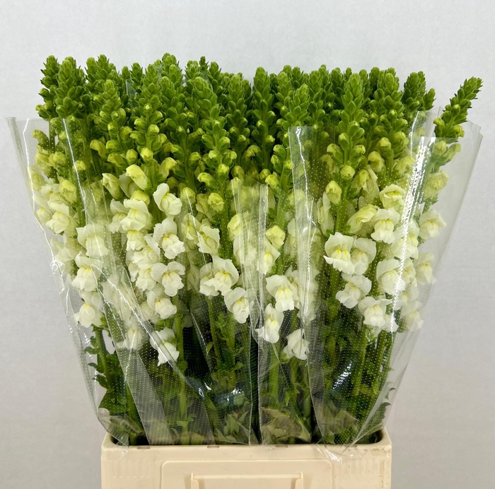 Antirrhinum white yellow eye