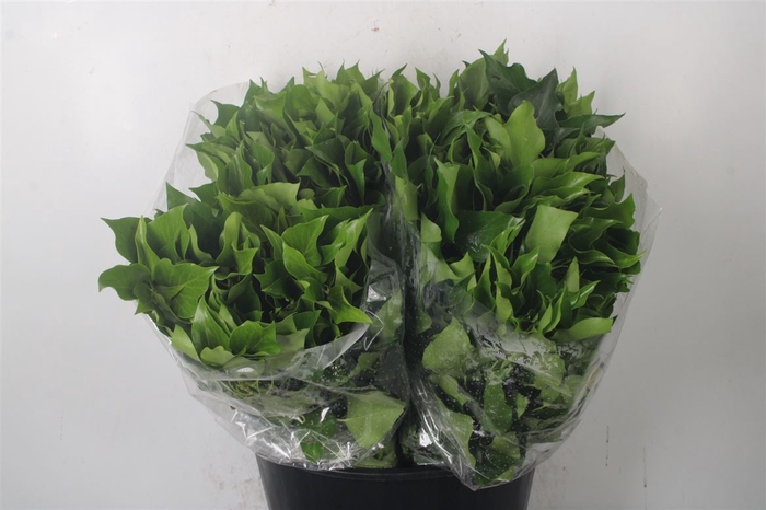 <h4>Hedera Leaves Per Bunch</h4>