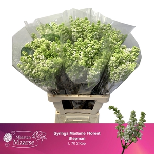 SYR V MME FL STEPMAN