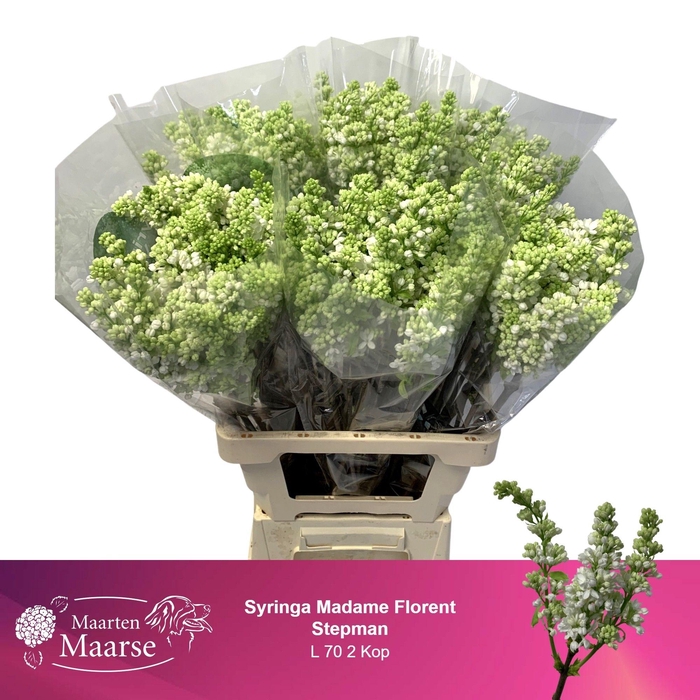 <h4>SYR V MME FL STEPMAN</h4>