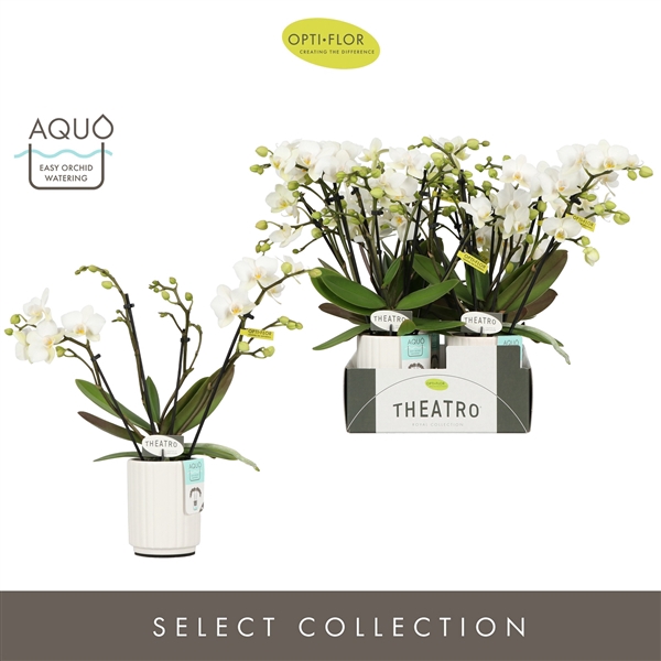 <h4>Theatro Funk 4 spike in Molise White Aquo</h4>