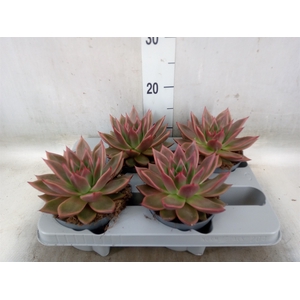 Echeveria   ...