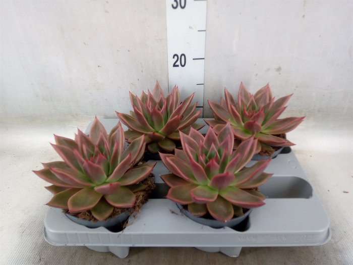 <h4>Echeveria   ...</h4>