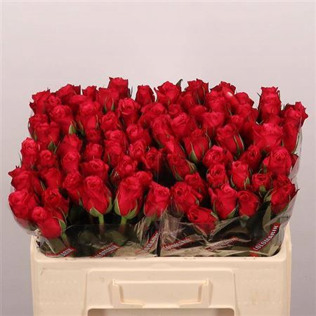 <h4>R GR CHERRY-O!</h4>