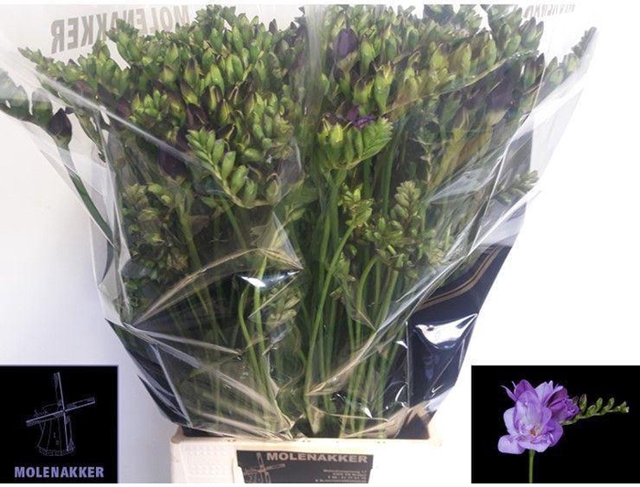 <h4>Freesia du Blue Bayou</h4>