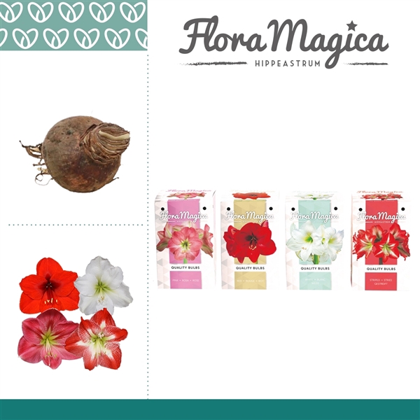 <h4>Hippeastrum 22/24 Mix in Gift Box Beautiful</h4>