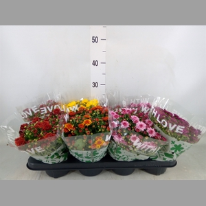 Chrysanthemum   ..mix 5