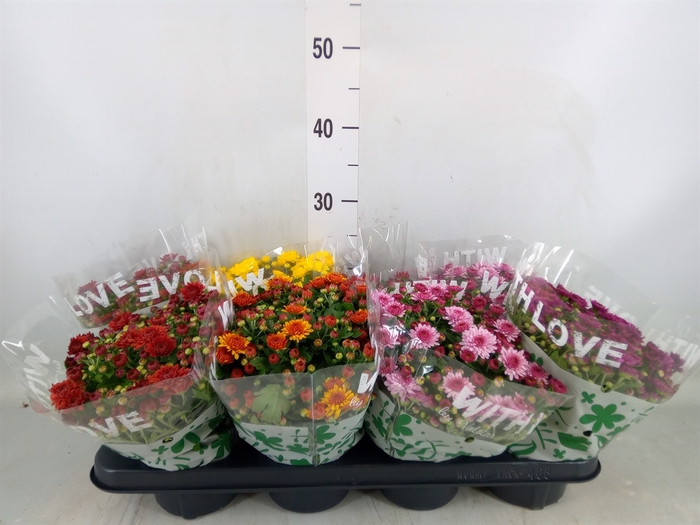 <h4>Chrysanthemum   ..mix 5</h4>