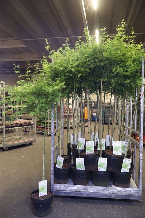 <h4>arr8 Acer Pa Seiryu</h4>