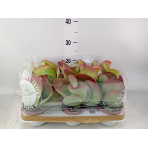 Kalanchoe NF thyrsiflora
