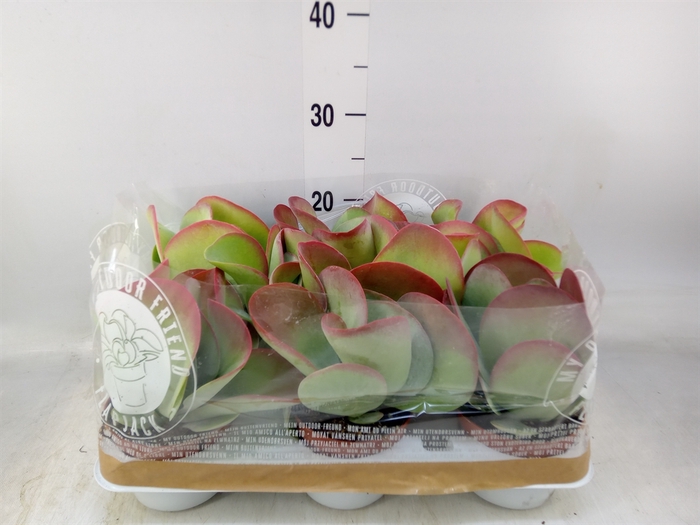 <h4>Kalanchoe NF thyrsiflora</h4>