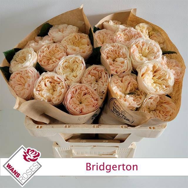 <h4>R GR BRIDGERTON</h4>
