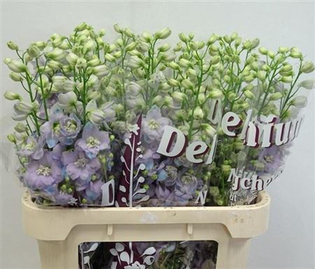 <h4>Delph Du Dewi Lavender Smile</h4>