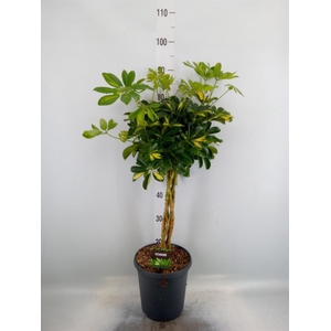 Schefflera arbor. 'Gold Capella'