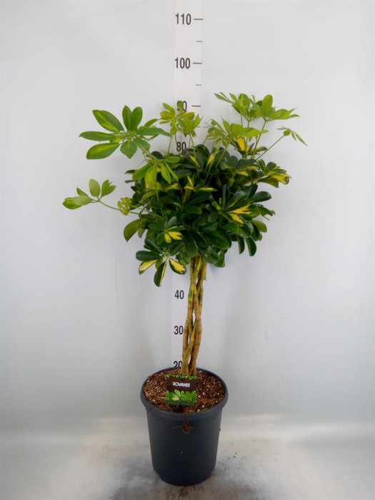 <h4>Schefflera arbor. 'Gold Capella'</h4>