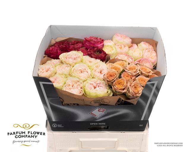 Rosa garden mix Wans