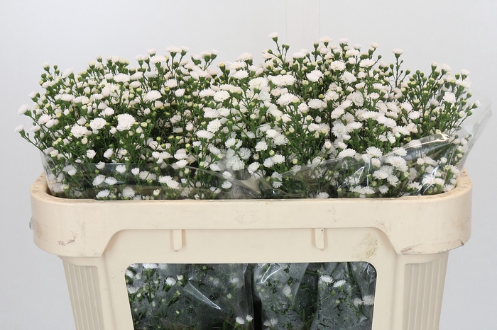 <h4>Aster White Gypsy</h4>