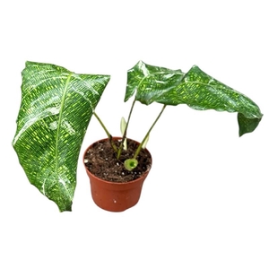 Calathea Musaica Variegata