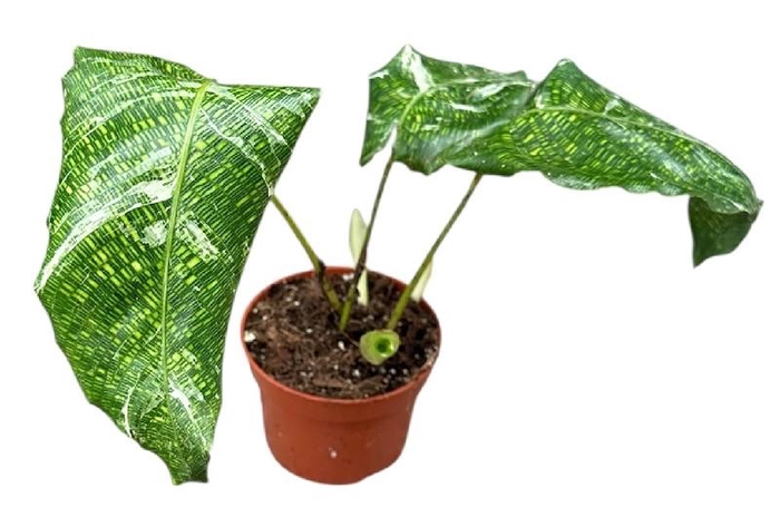 <h4>Calathea Musaica Variegata</h4>
