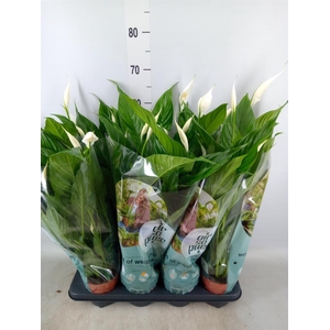 Spathiphyllum  'Sweet Chico'