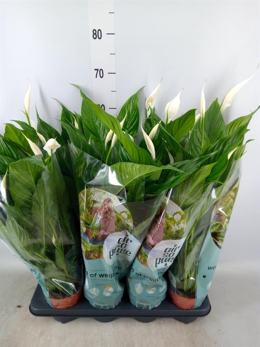 <h4>Spathiphyllum  'Sweet Chico'</h4>