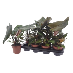 PHIL OVERIG