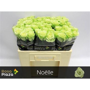R Gr Noelle
