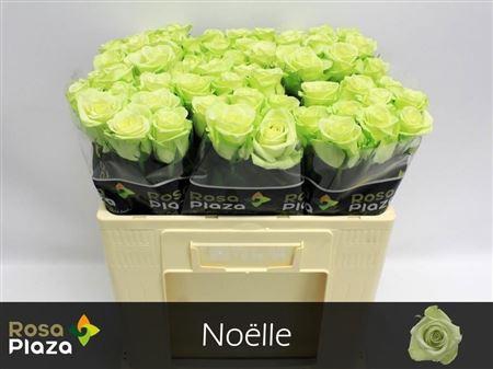 R Gr Noelle!