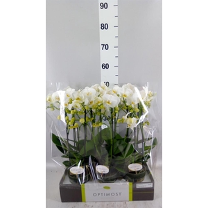 Phalaenopsis multi.   ...white