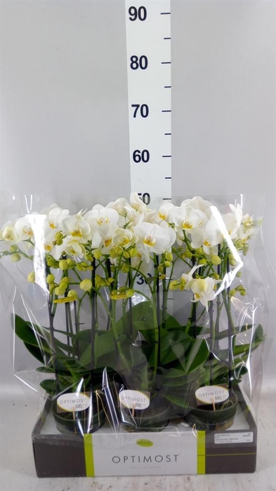 <h4>Phalaenopsis multi.   ...white</h4>