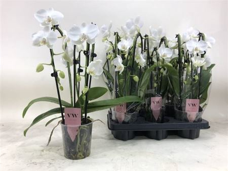 <h4>Phal Ov Wit 3 Branches 21+</h4>