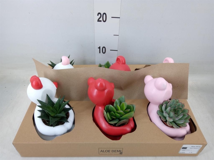 <h4>Succulents   ...</h4>