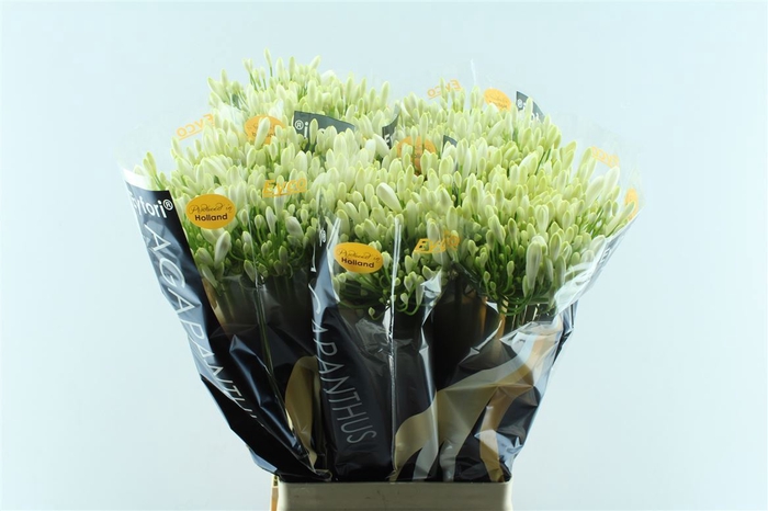 <h4>Agapanthus Eyfori White</h4>