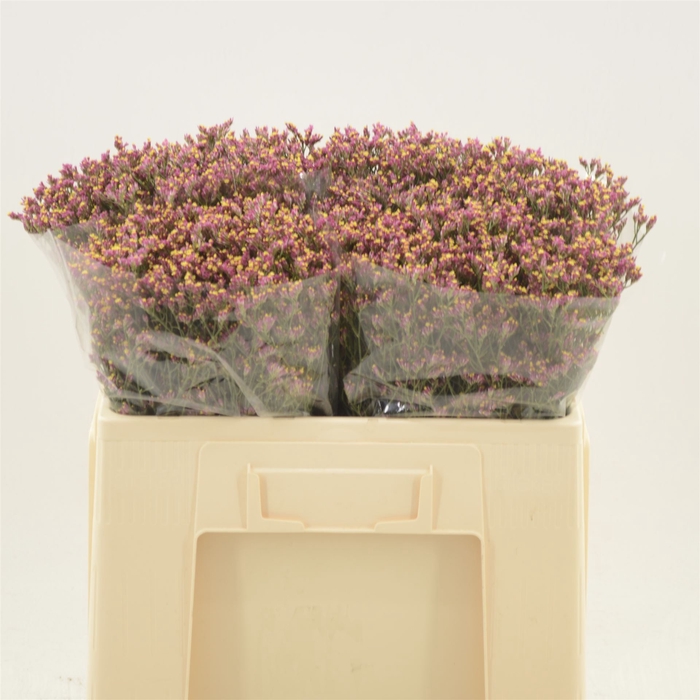 <h4>Limonium Sinense Scarlet Diamond</h4>